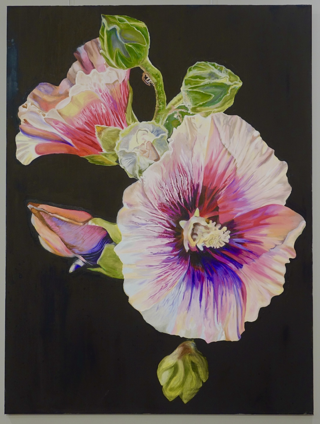 Pink hibiscus