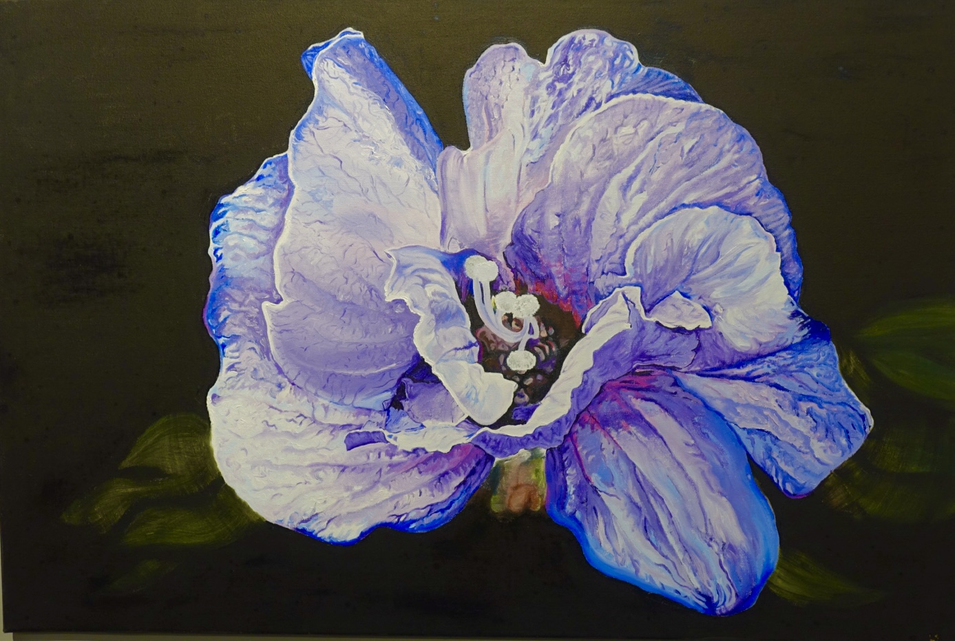 Purple hibiscus